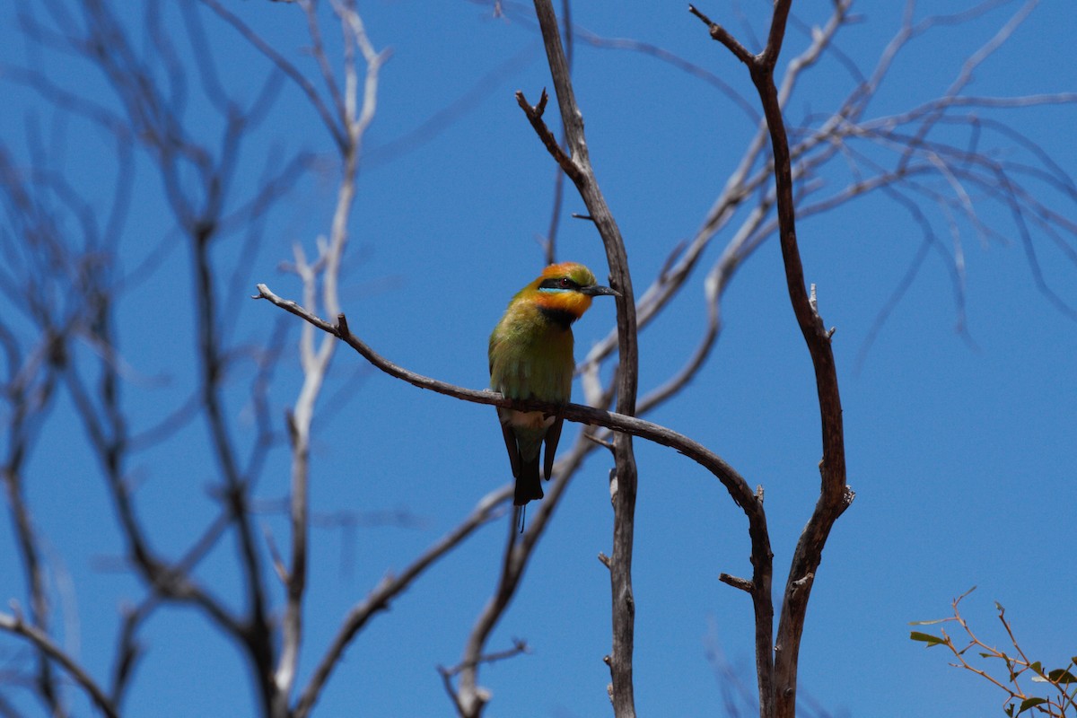 Rainbow Bee-eater - ML644789429