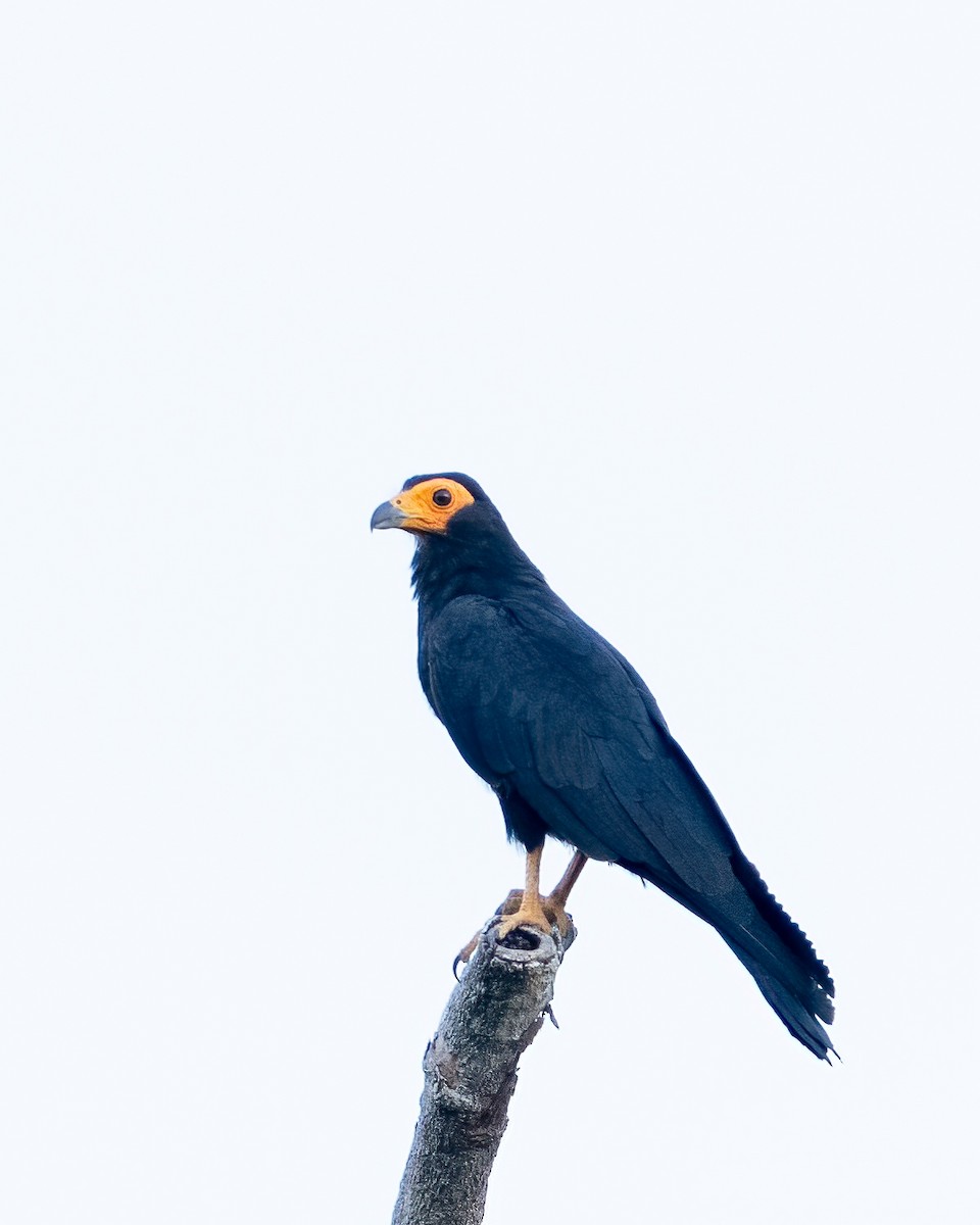 Black Caracara - ML644789433
