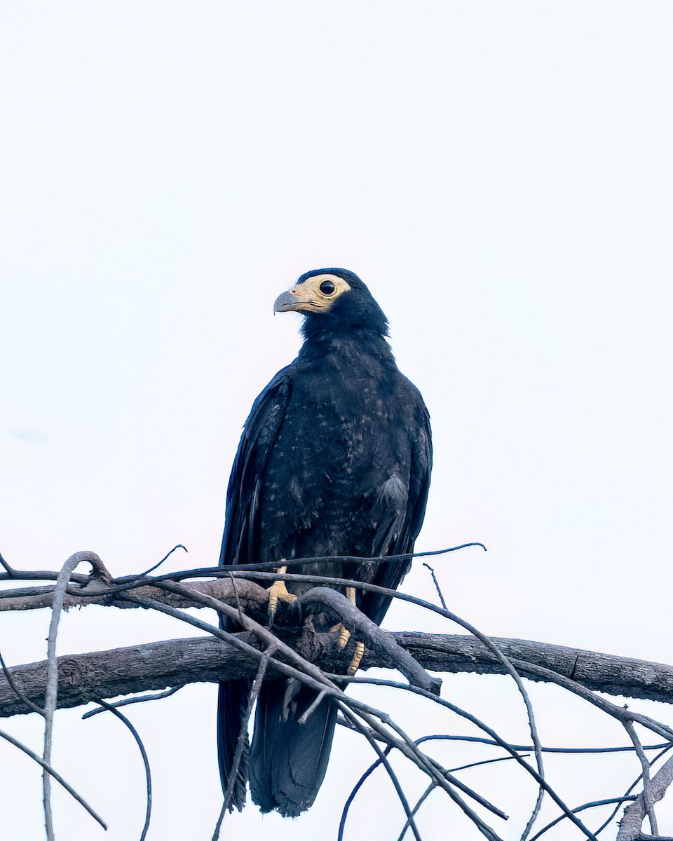 Black Caracara - ML644789434