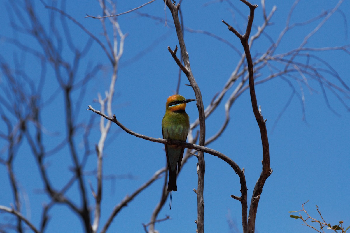 Rainbow Bee-eater - ML644789440
