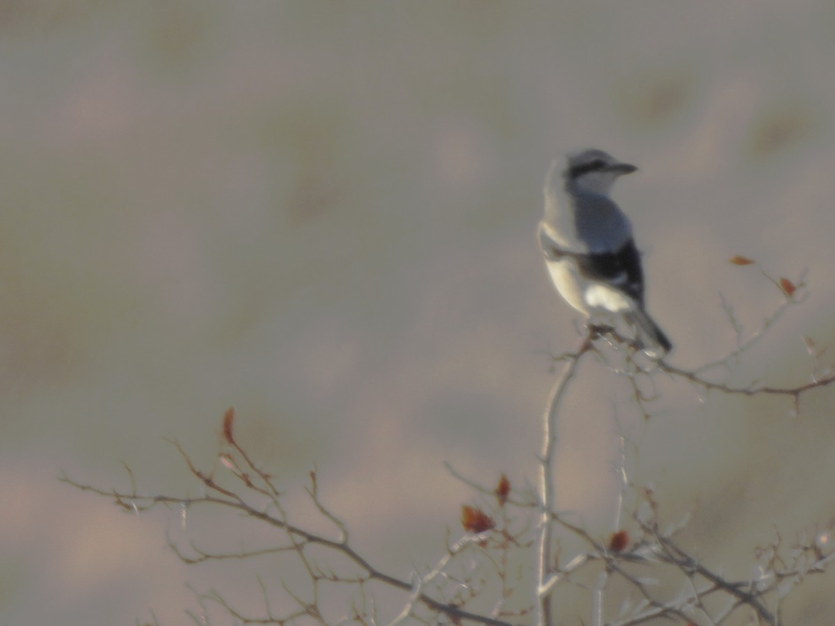 オオモズ - ML644789442