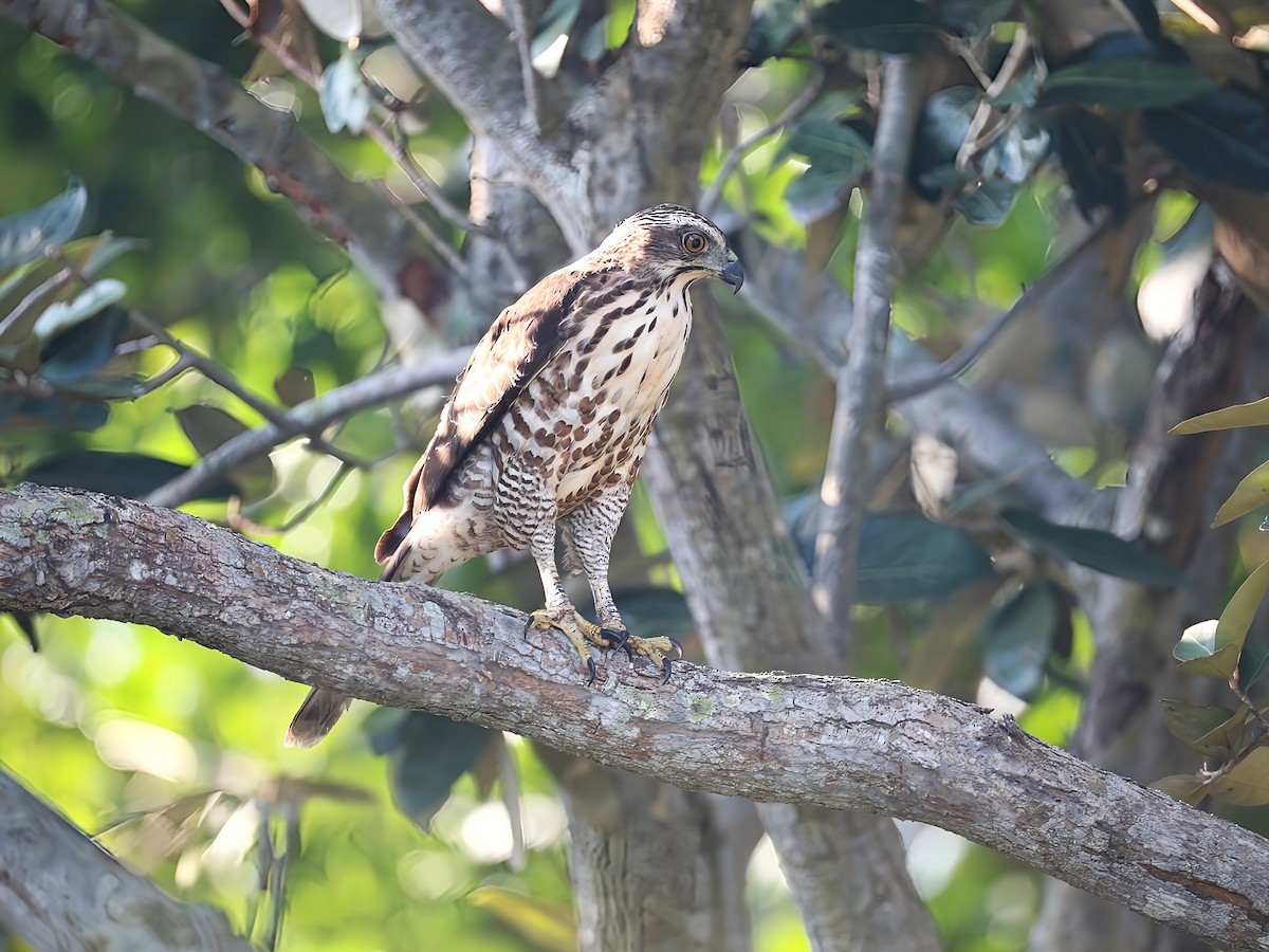 カンムリオオタカ - ML644789443