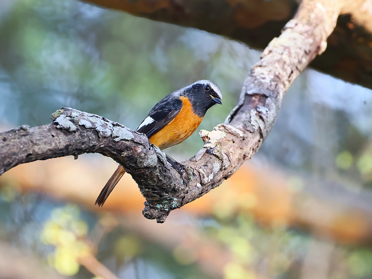 ジョウビタキ - ML644789445