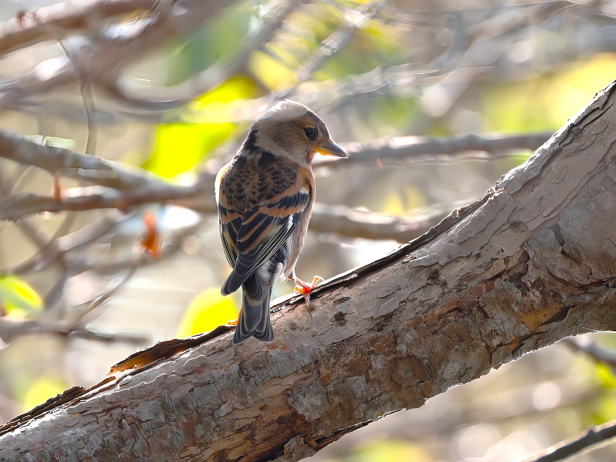 アトリ - ML644789447