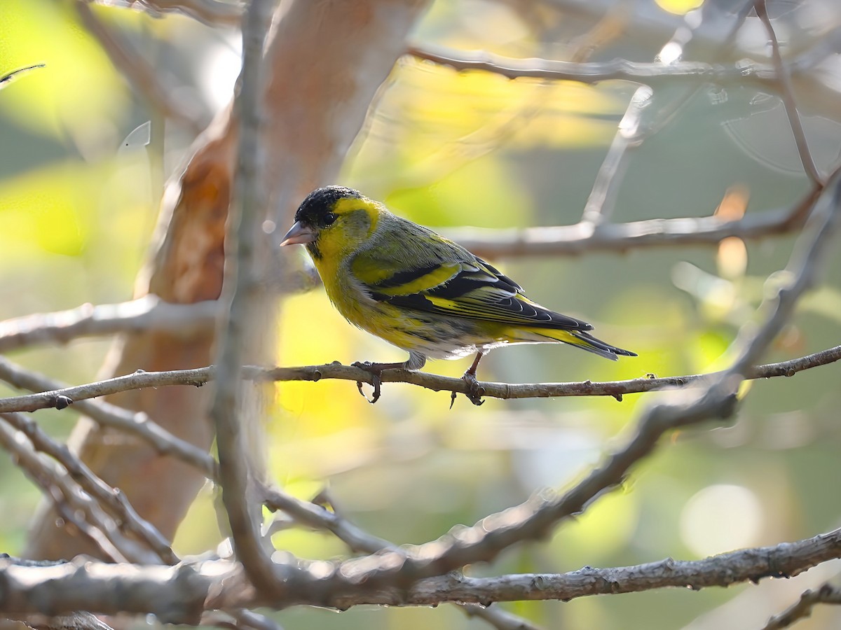 マヒワ - ML644789450