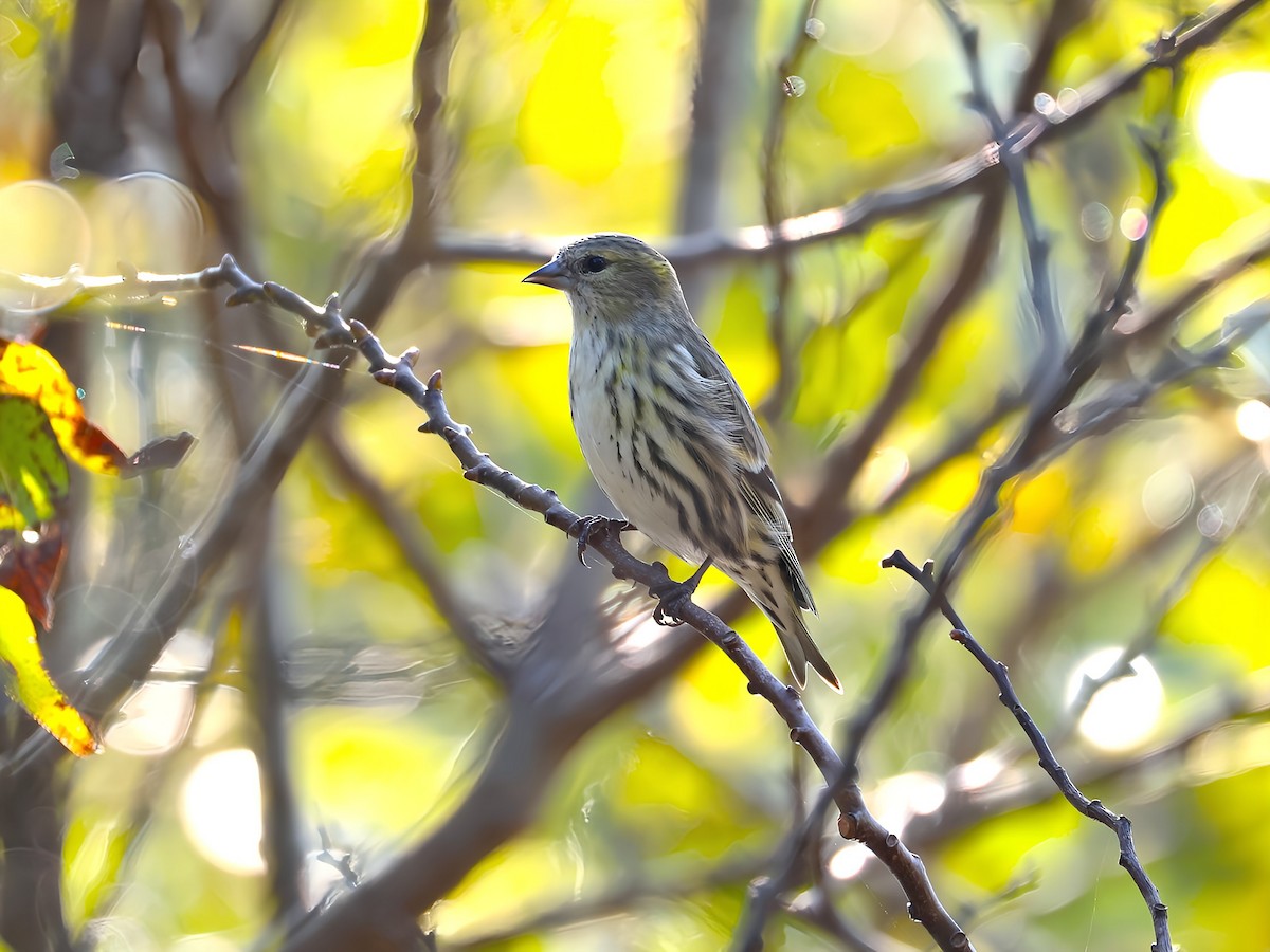 マヒワ - ML644789461