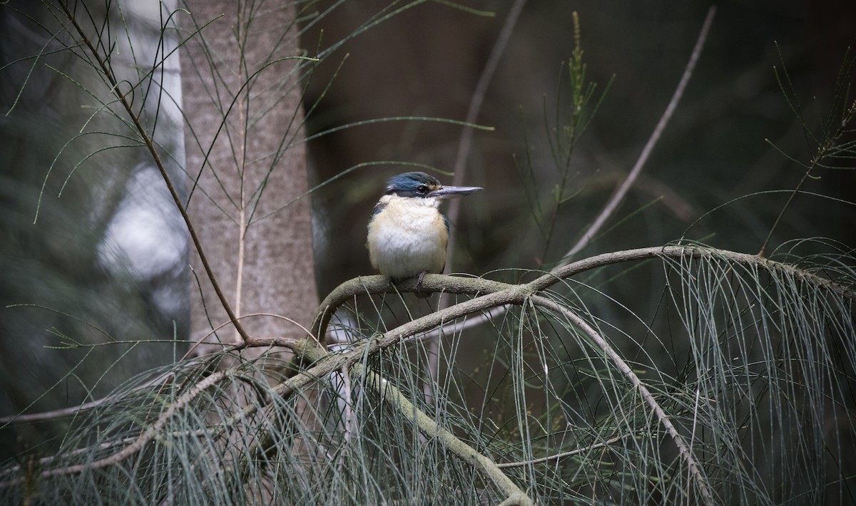 Sacred Kingfisher - ML644789463