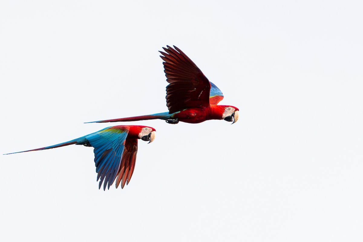 Red-and-green Macaw - ML644789464