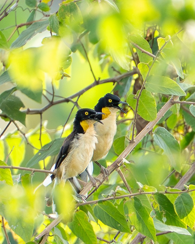 Black-capped Donacobius - ML644789467