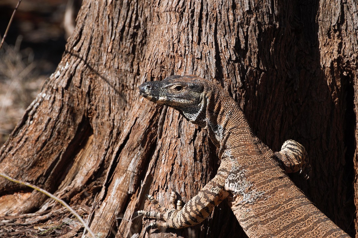 Sand Goanna - ML644789472