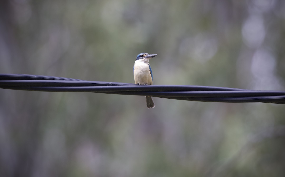 Sacred Kingfisher - ML644789473