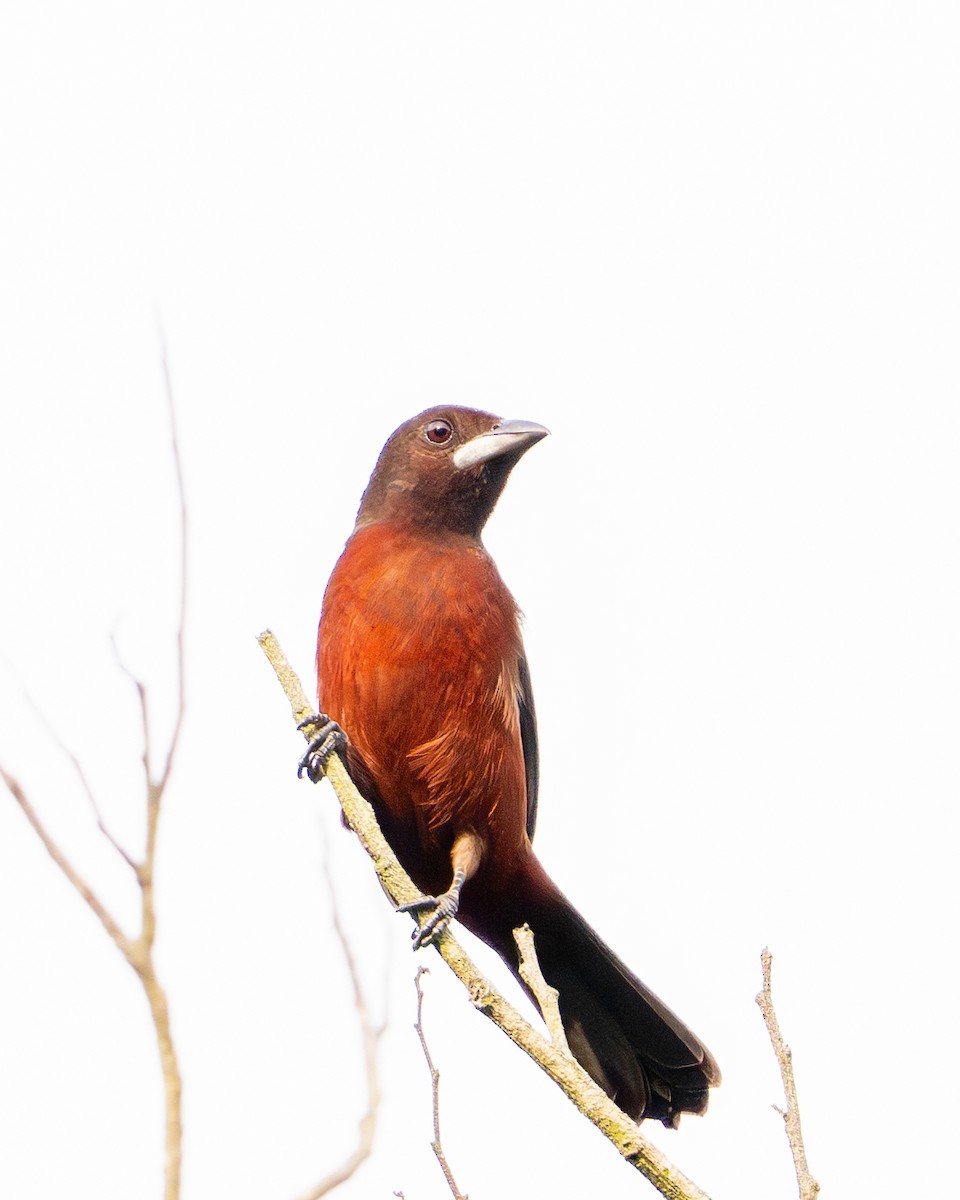 Silver-beaked Tanager - ML644789476