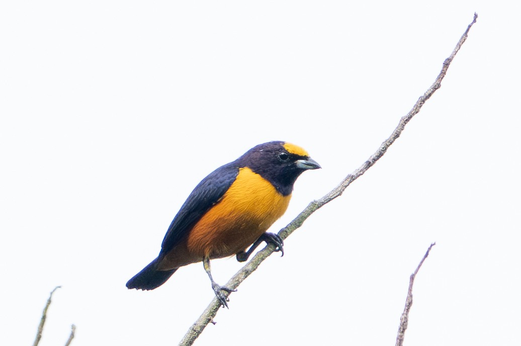 Finsch's Euphonia - ML644789478