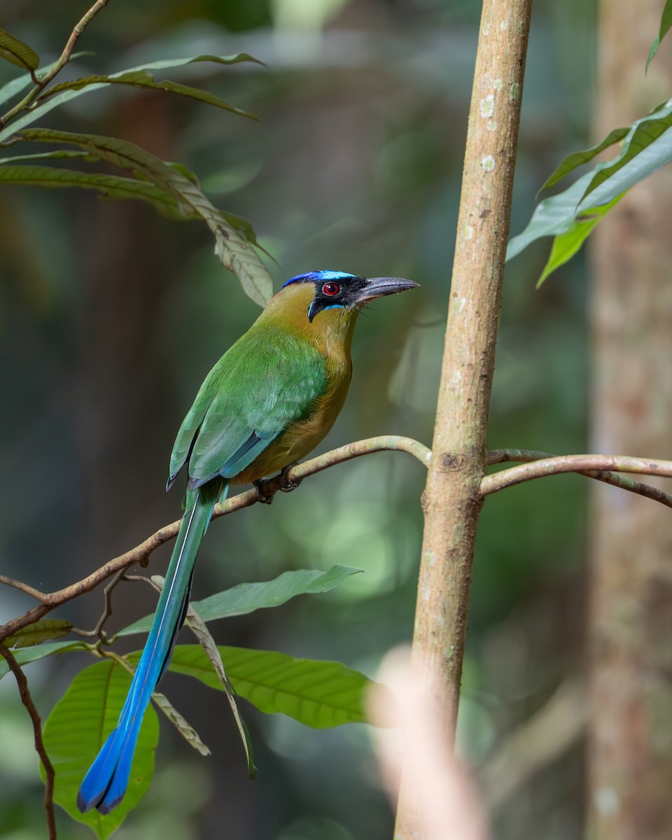 Amazonian Motmot - ML644789480