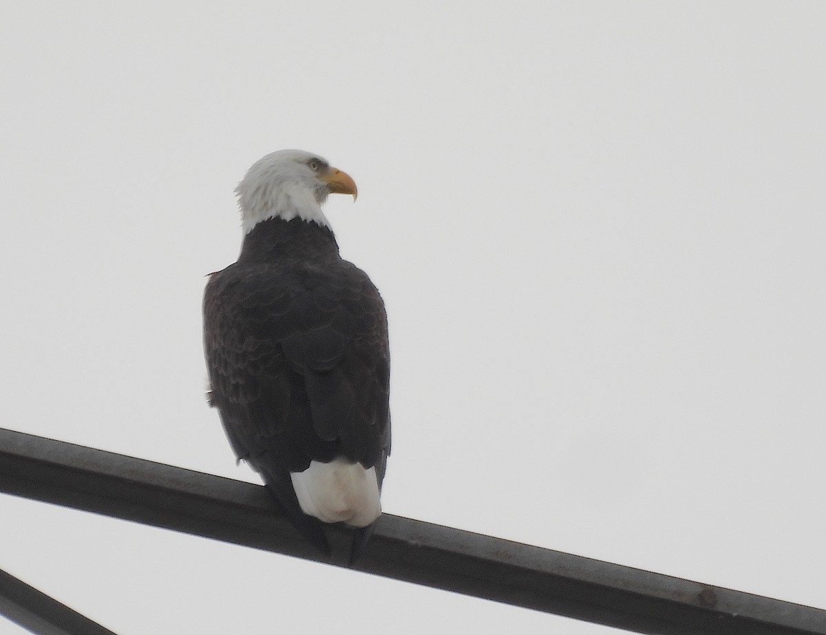 Itsas arrano buruzuria - ML644789481