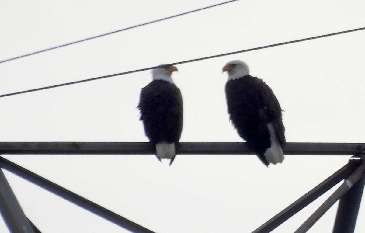 Itsas arrano buruzuria - ML644789482