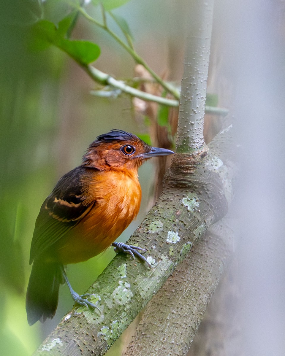 Black-headed Antbird - ML644789495