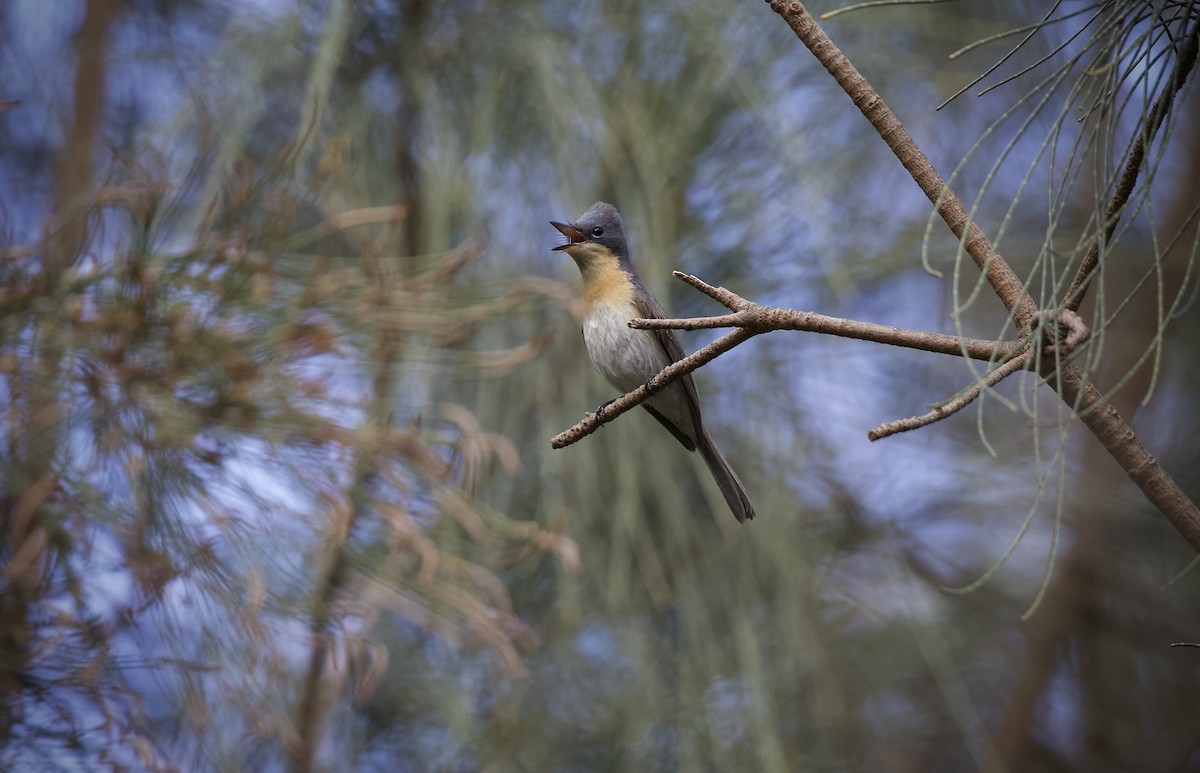 Leaden/Satin Flycatcher - ML644789496