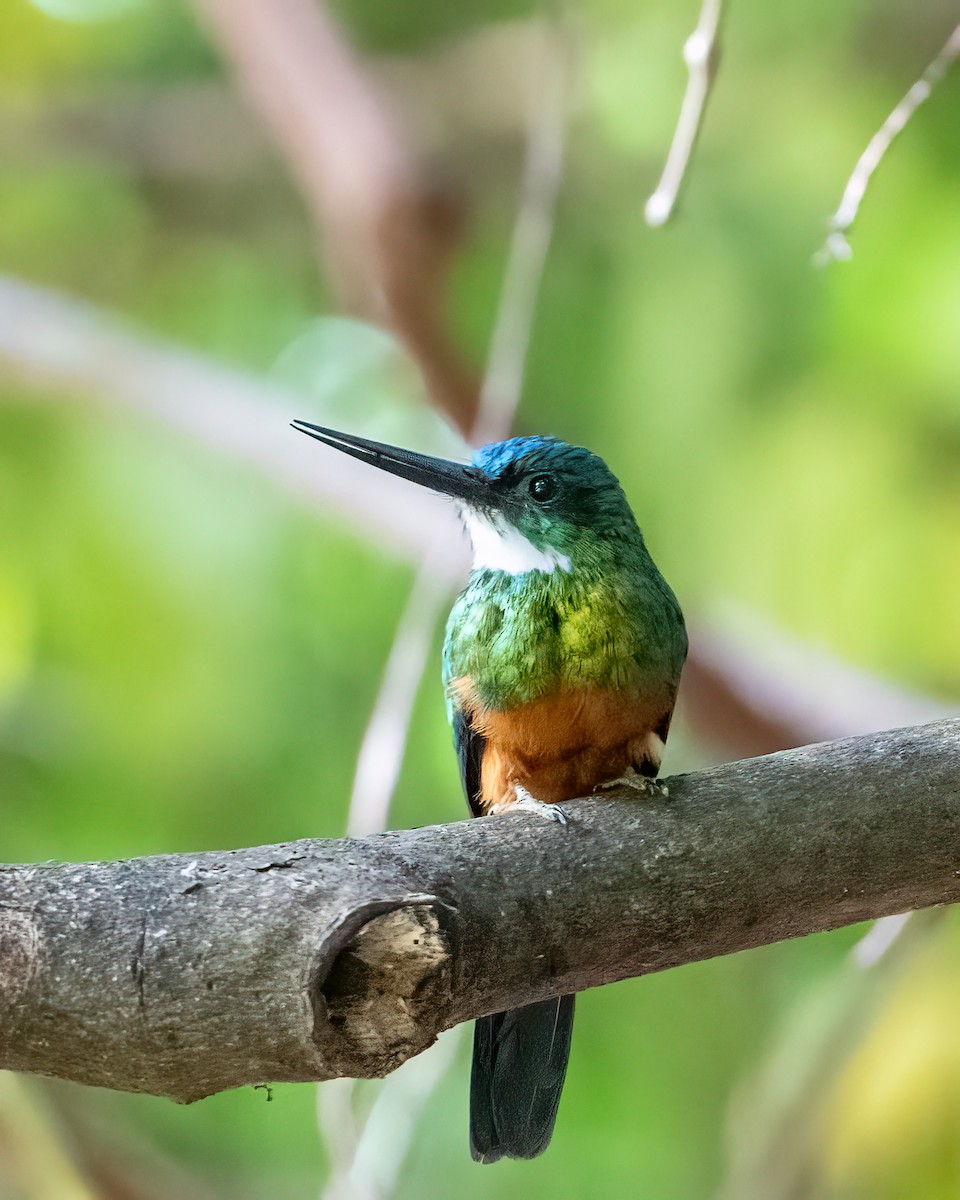 Green-tailed Jacamar - ML644789502