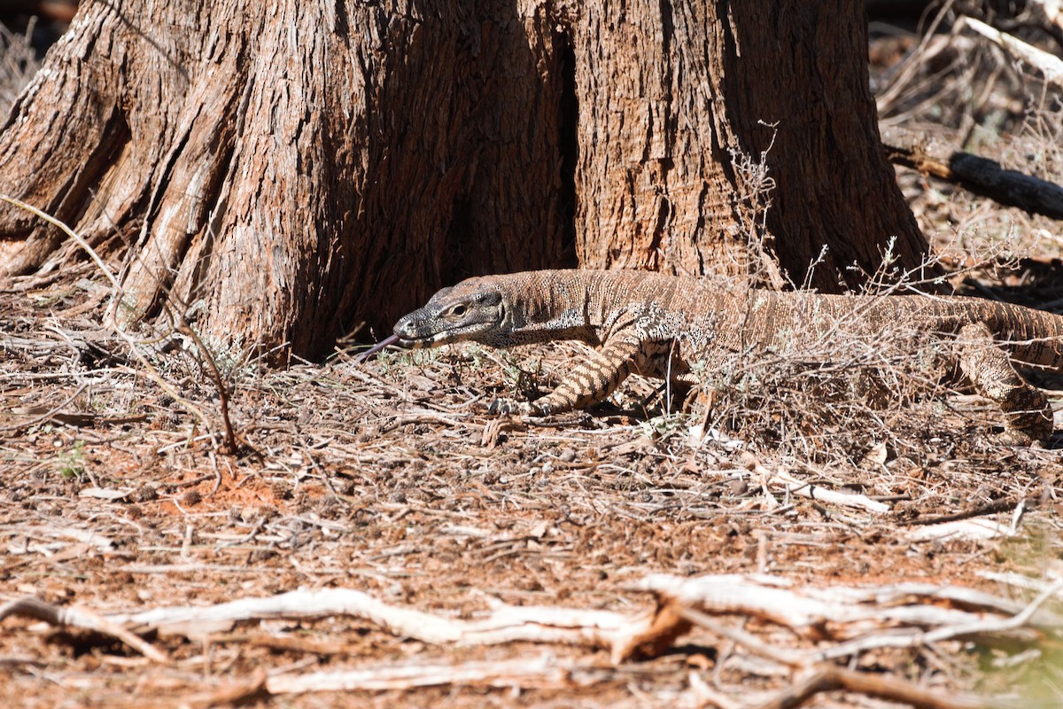 Sand Goanna - ML644789522
