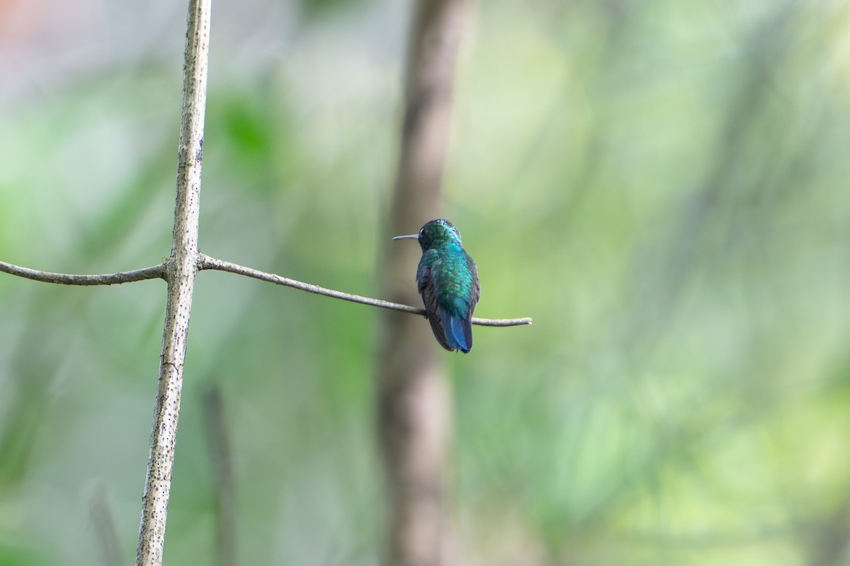 Blue-tailed Emerald - ML644789527