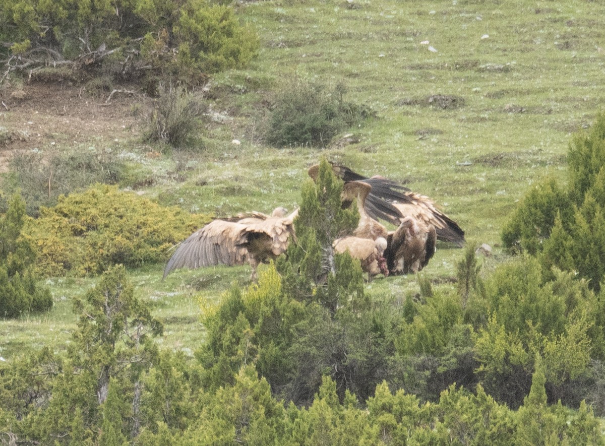 Кумай - ML644789538