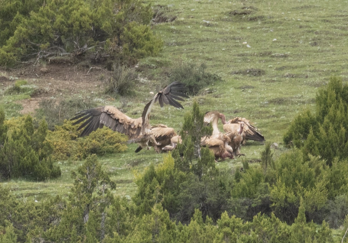 Кумай - ML644789539