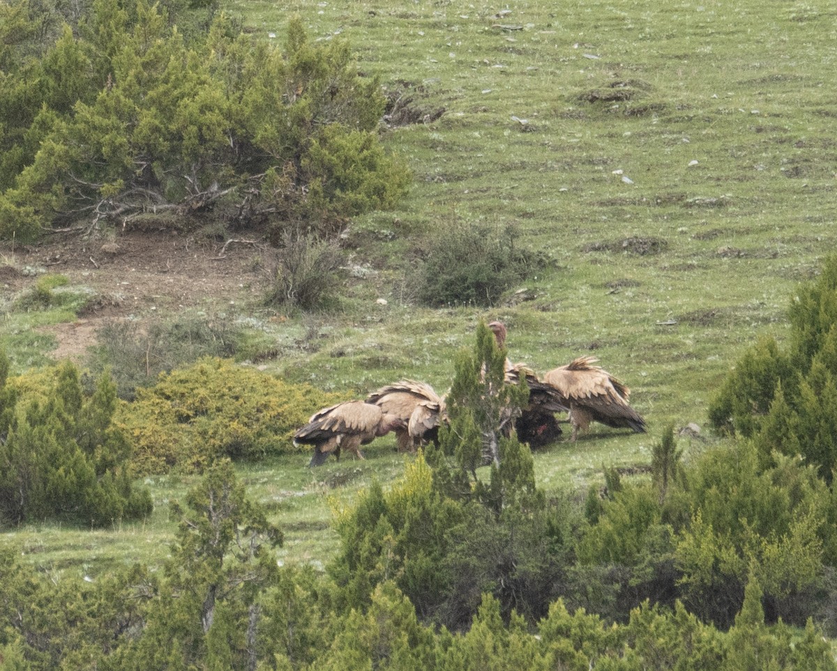 Кумай - ML644789540