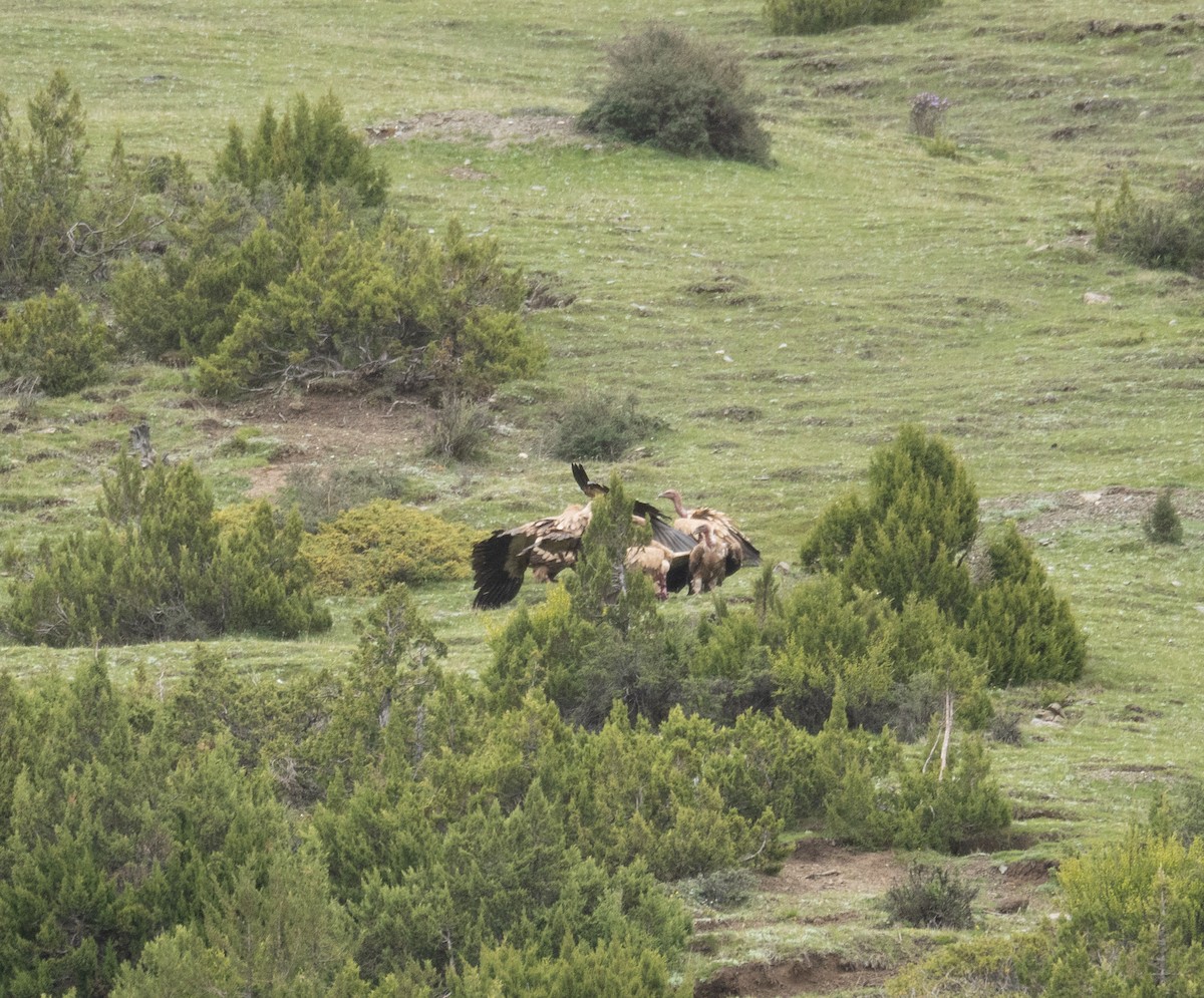 Кумай - ML644789541