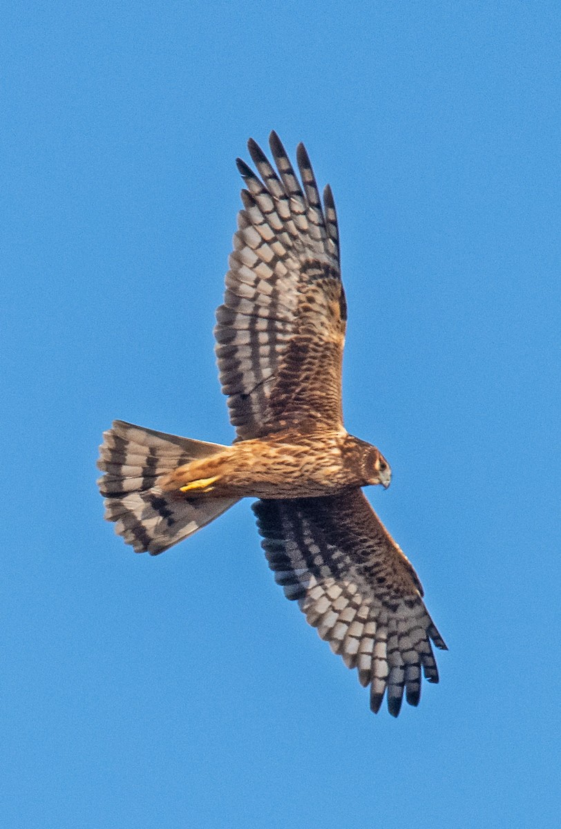 Northern Harrier - ML644789548