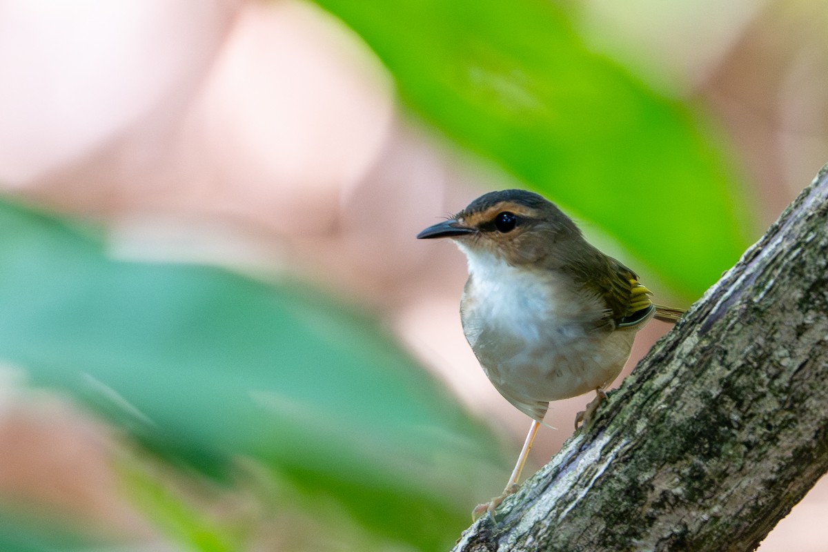 Riverbank Warbler - ML644789550