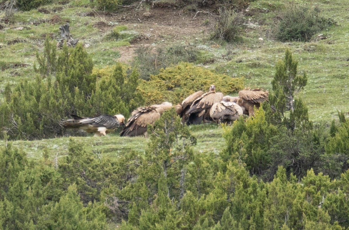 Кумай - ML644789551