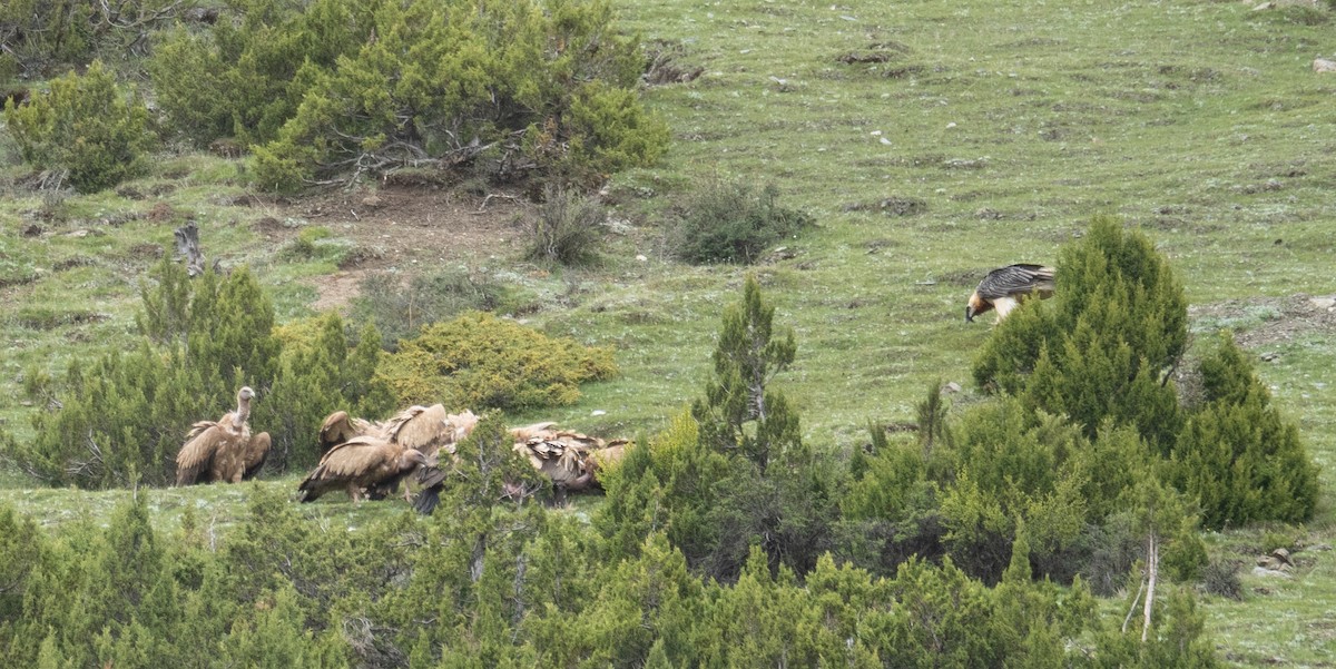 Кумай - ML644789558