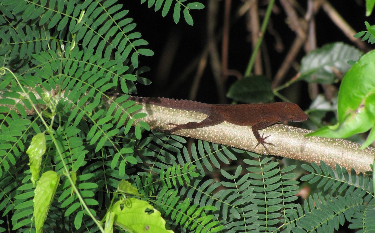 Animals - ML644789559