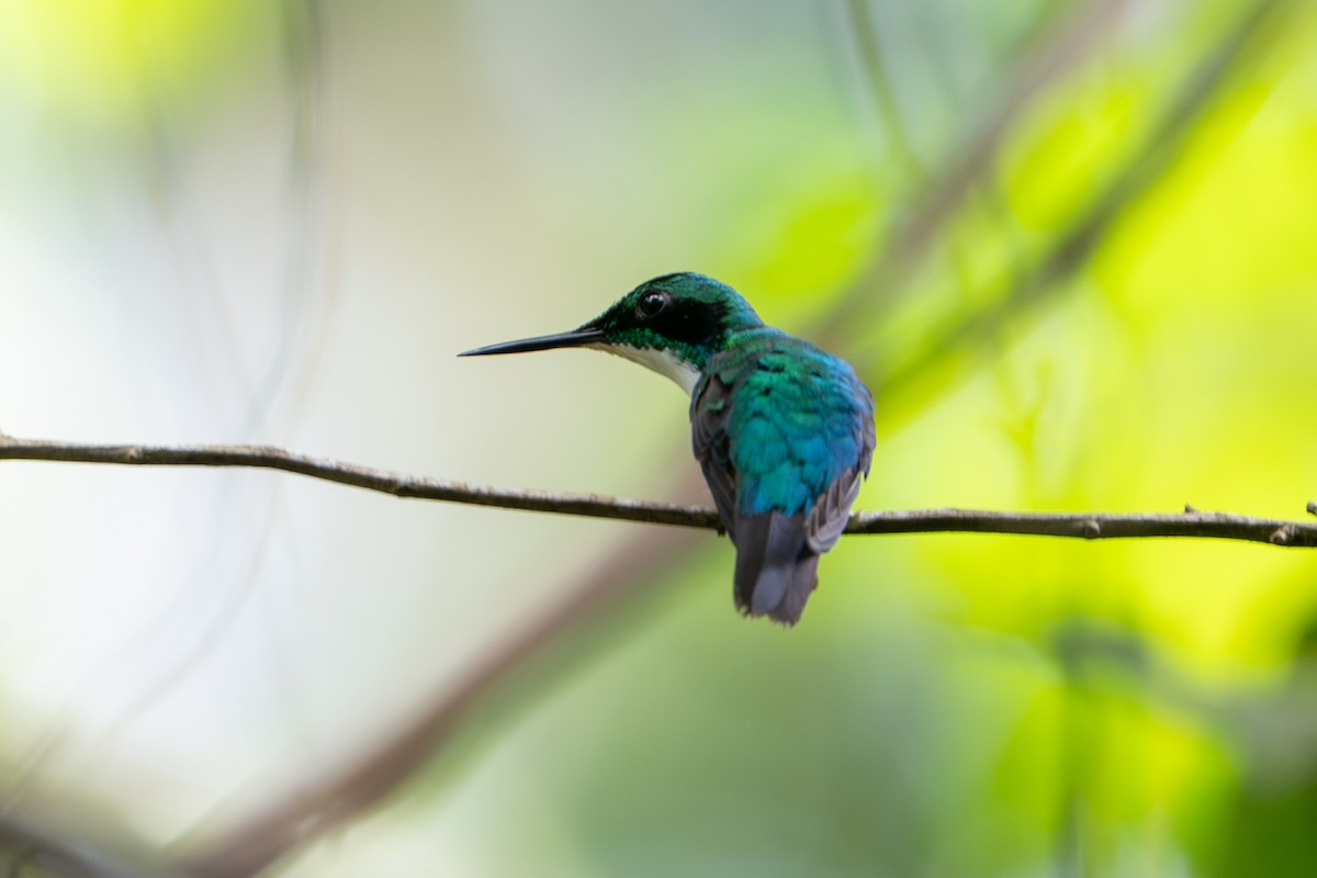 Black-eared Fairy - ML644789560