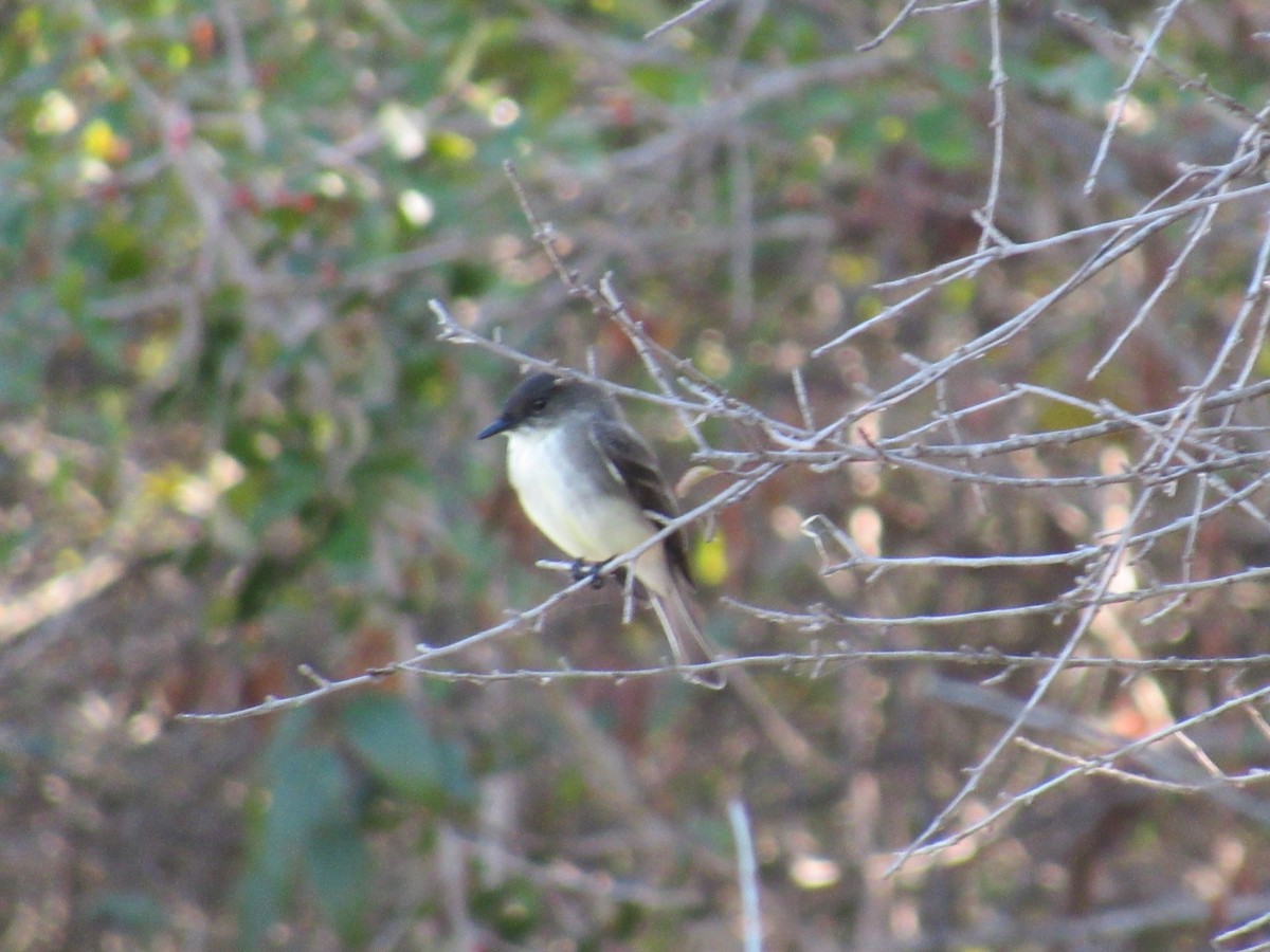 Mosquero Fibí - ML644789561