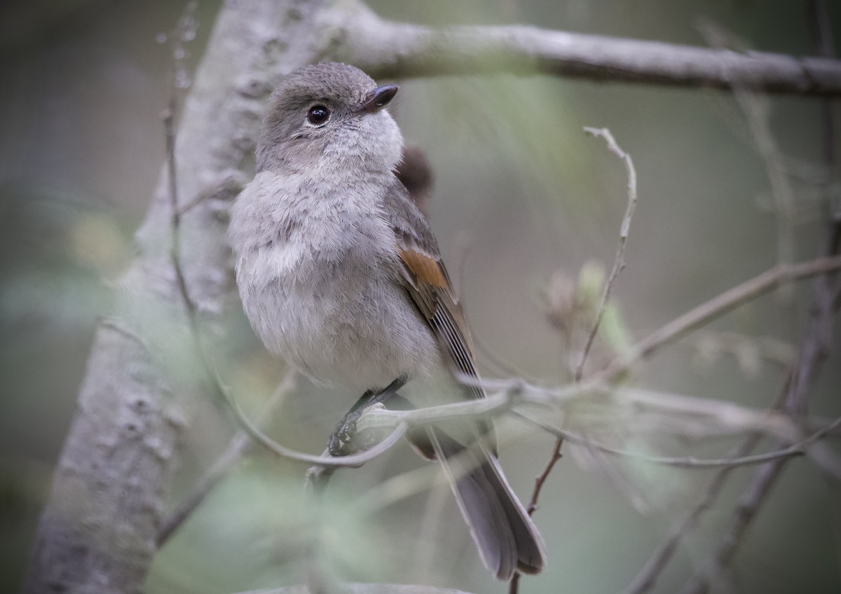 Golden Whistler - ML644789591