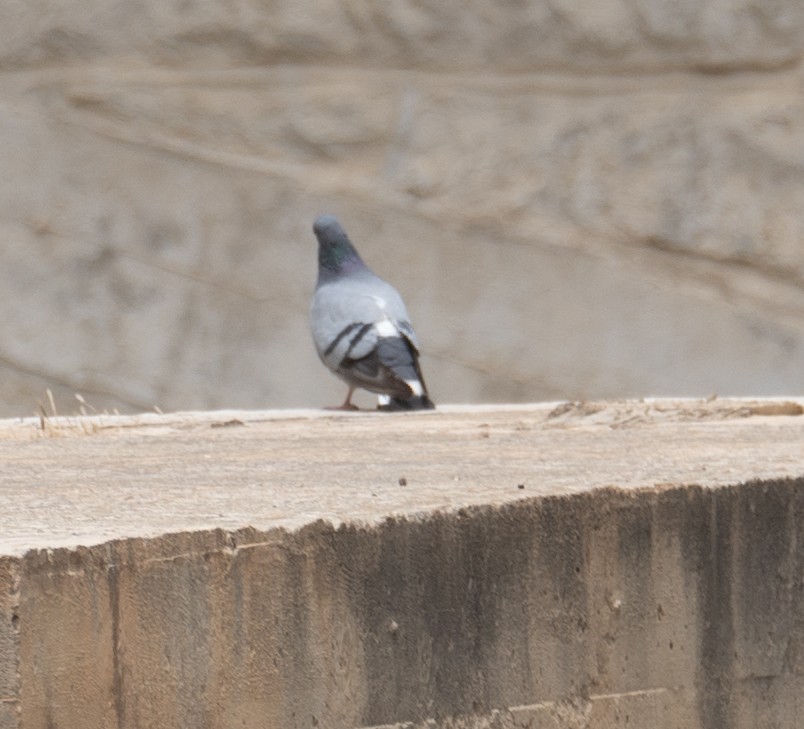 Hill Pigeon - ML644789614
