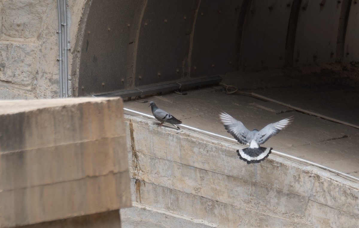 Hill Pigeon - ML644789615