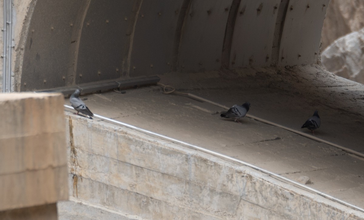 Hill Pigeon - ML644789619