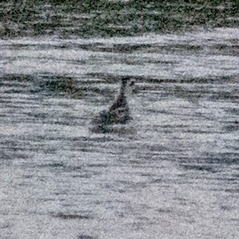 Red-necked Phalarope - ML644789623