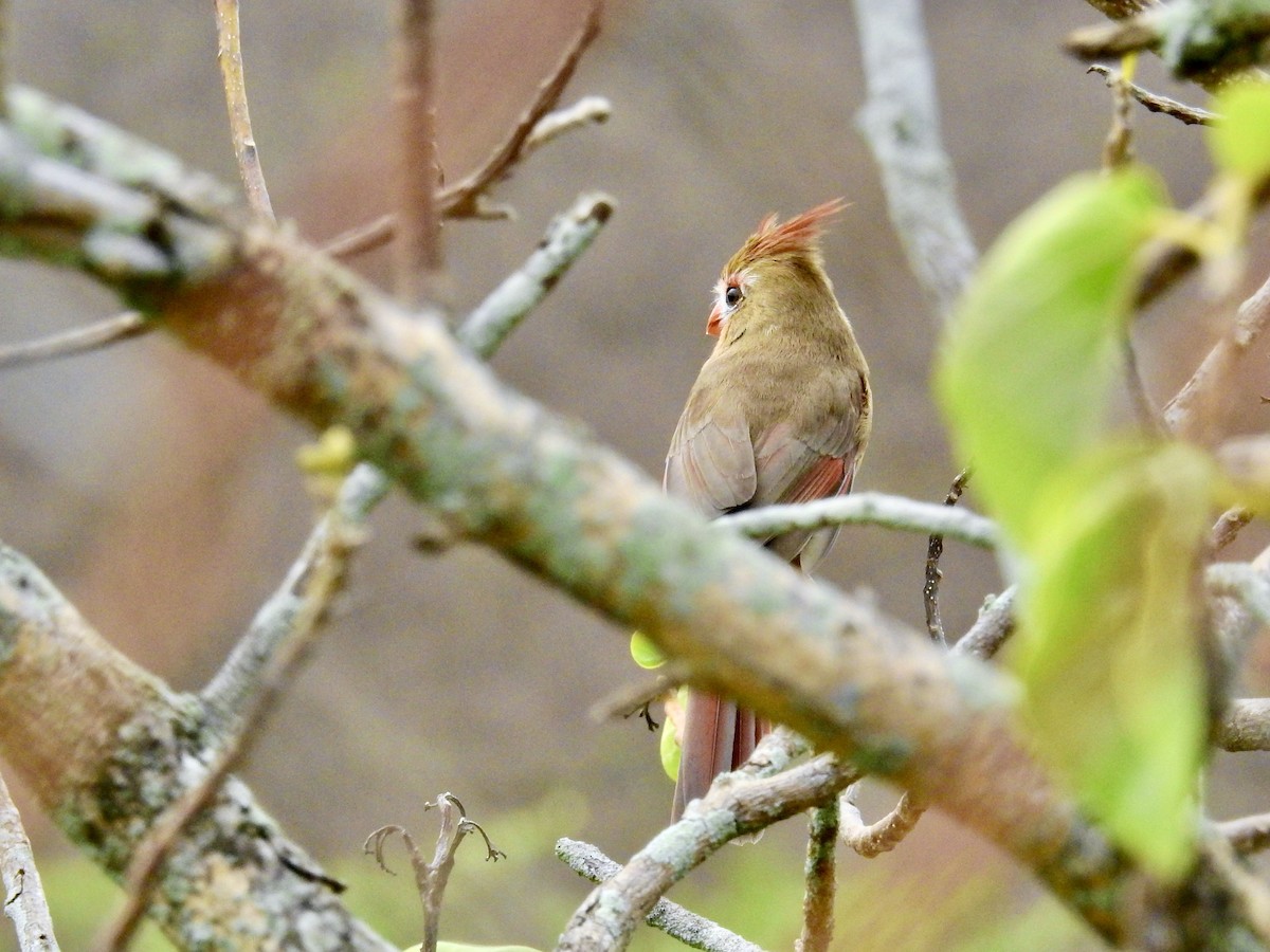 Northern Cardinal - ML644789636