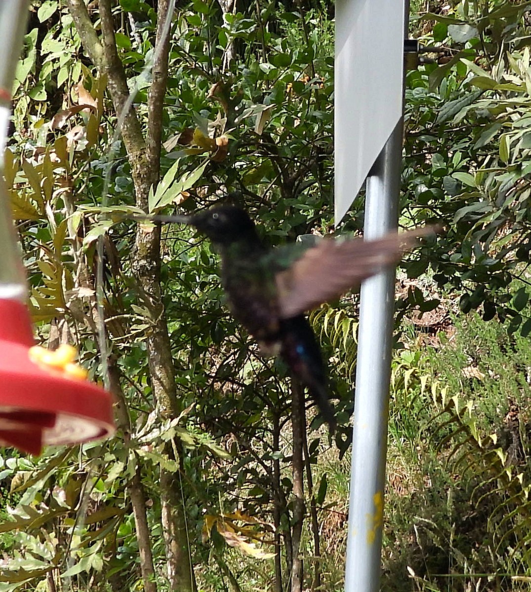 Inca Ventrivioleta - ML644789670