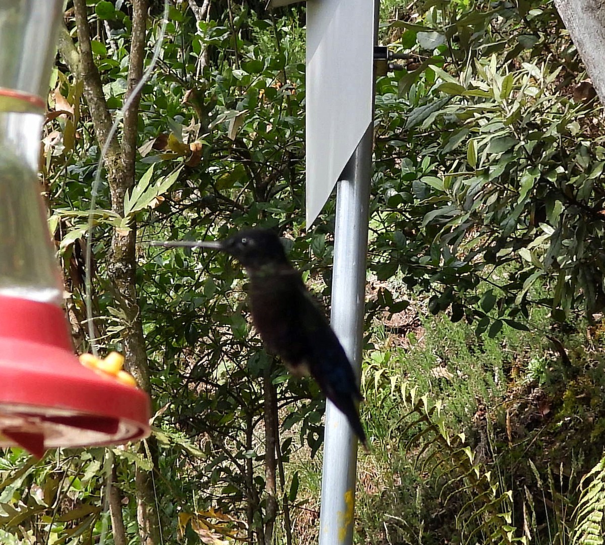 Inca Ventrivioleta - ML644789671