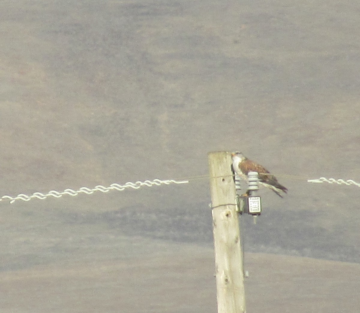 Ferruginous Hawk - ML644789673