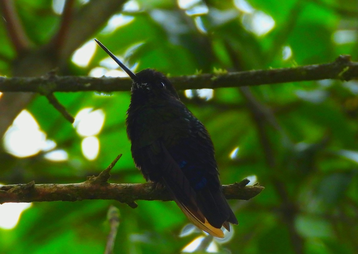 Inca Ventrivioleta - ML644789676