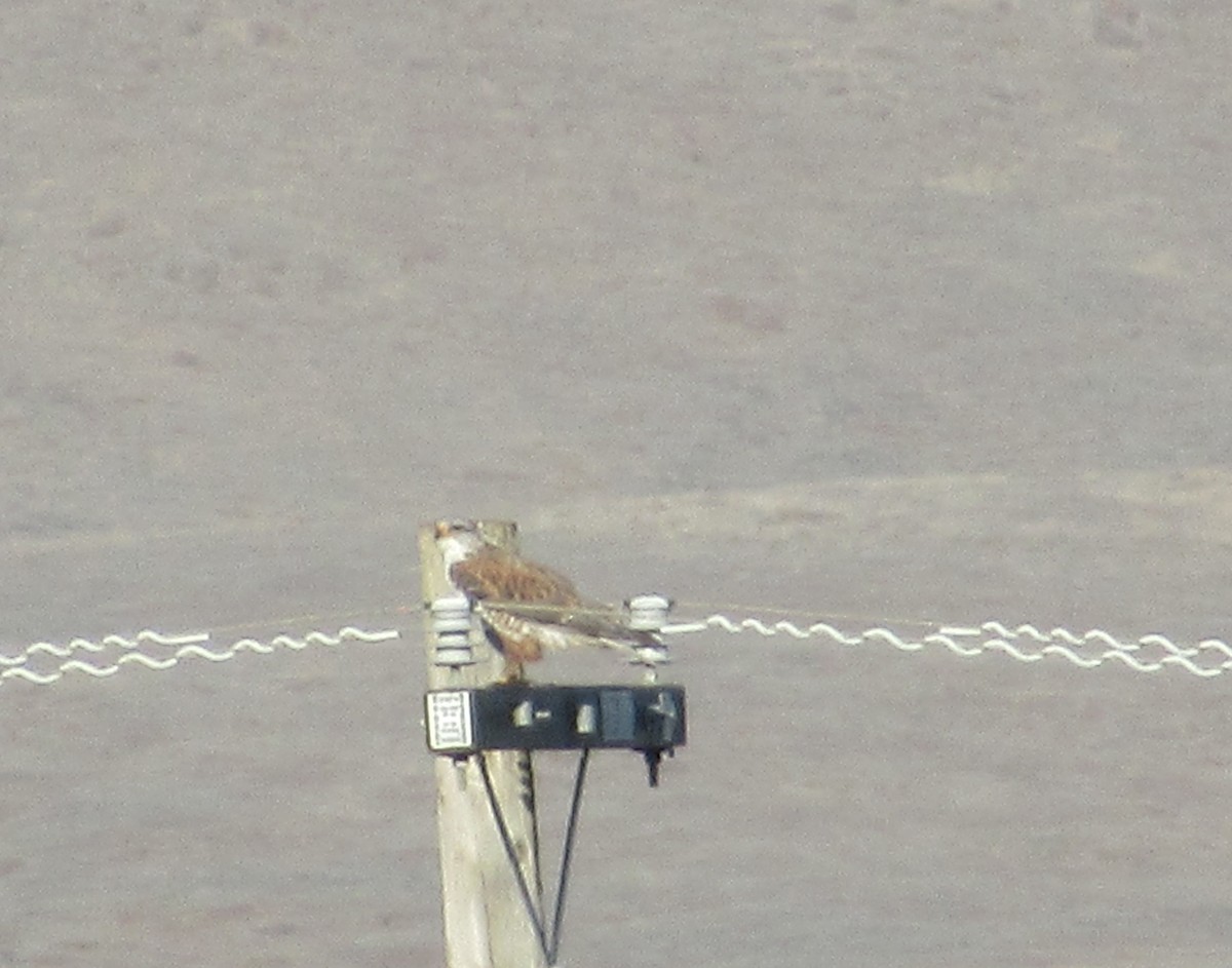 Ferruginous Hawk - ML644789677