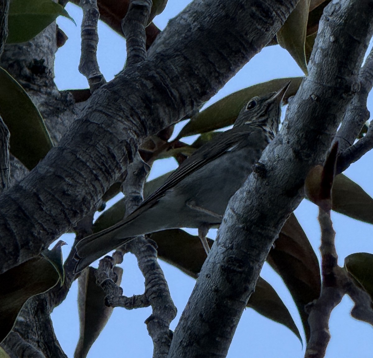 Hermit Thrush - ML644789679