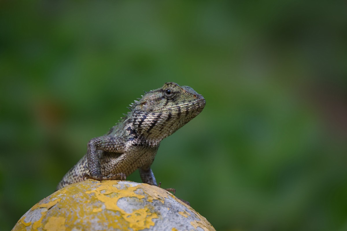 Oriental Garden Lizard - ML644789680