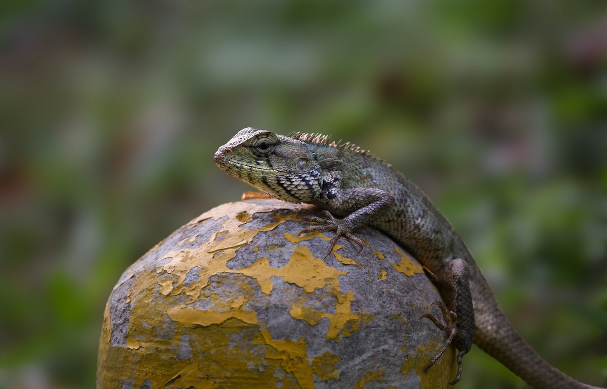 Oriental Garden Lizard - ML644789681